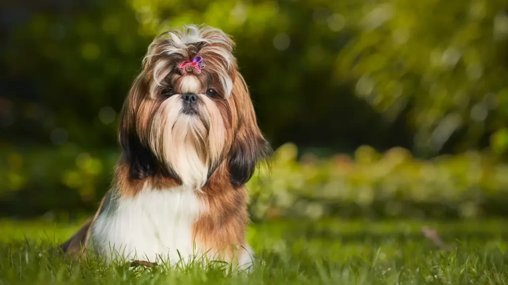 shih tzu
