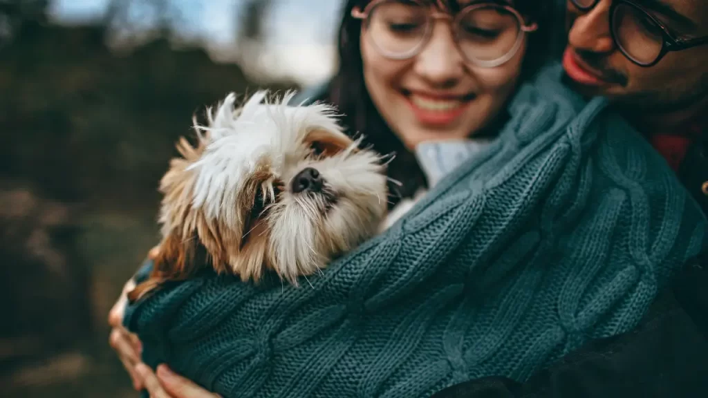 shih tzu